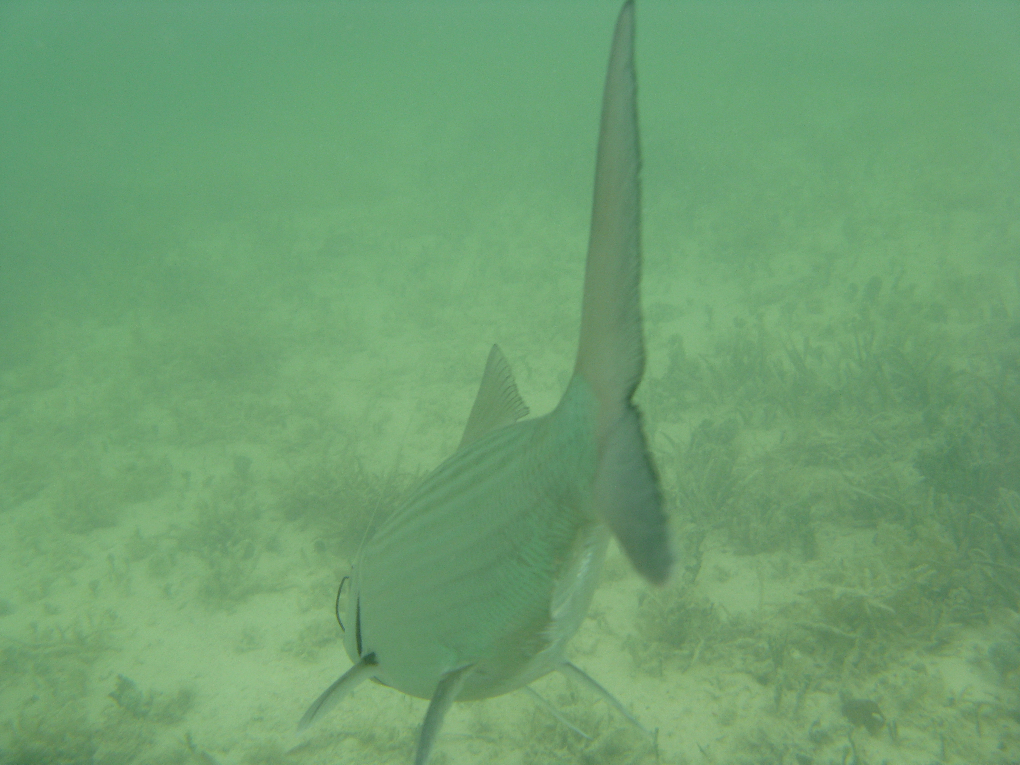 Keys 50 trip - Bonefish underwater