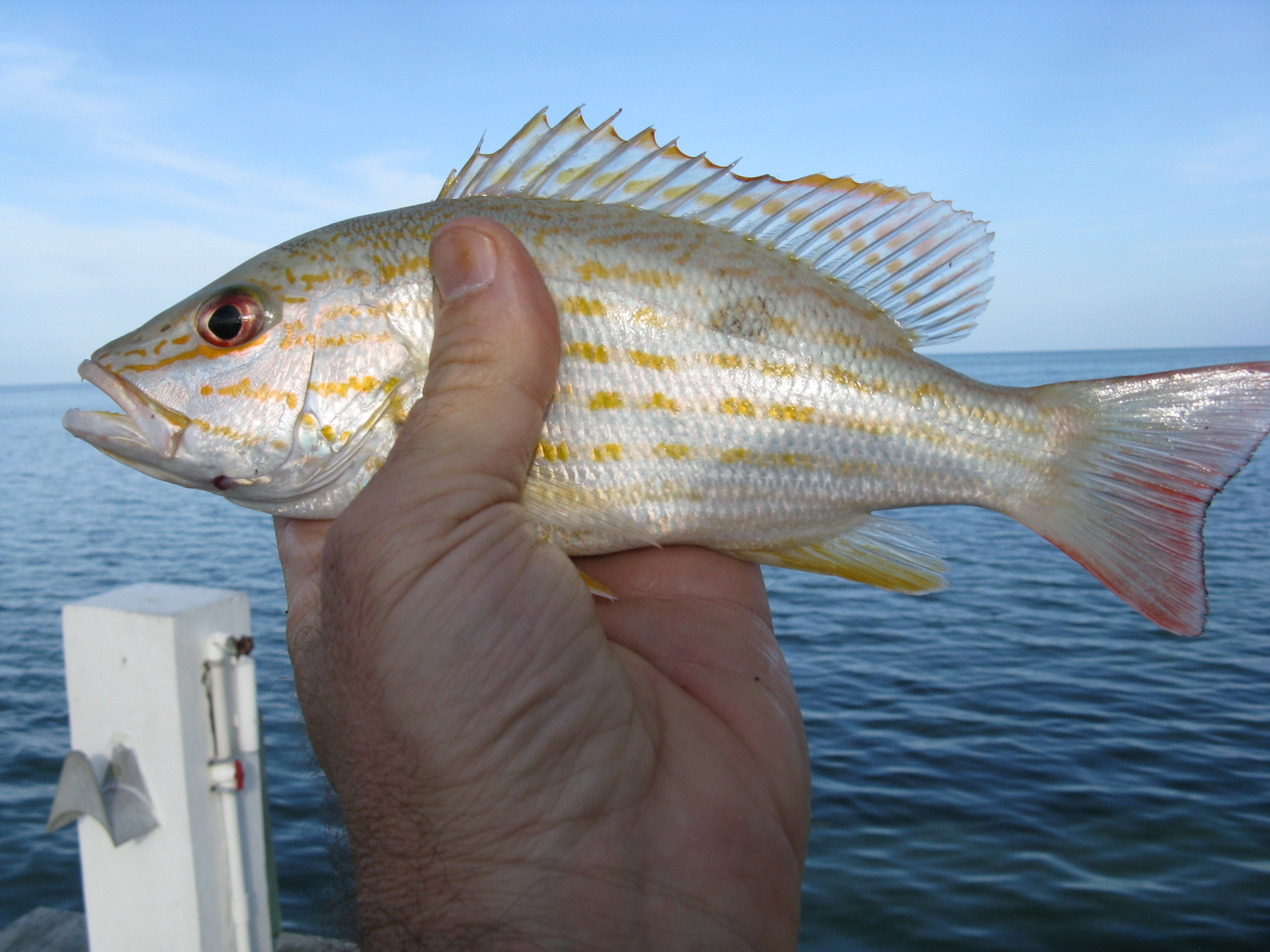 Keys 50 trip - Lane Snapper