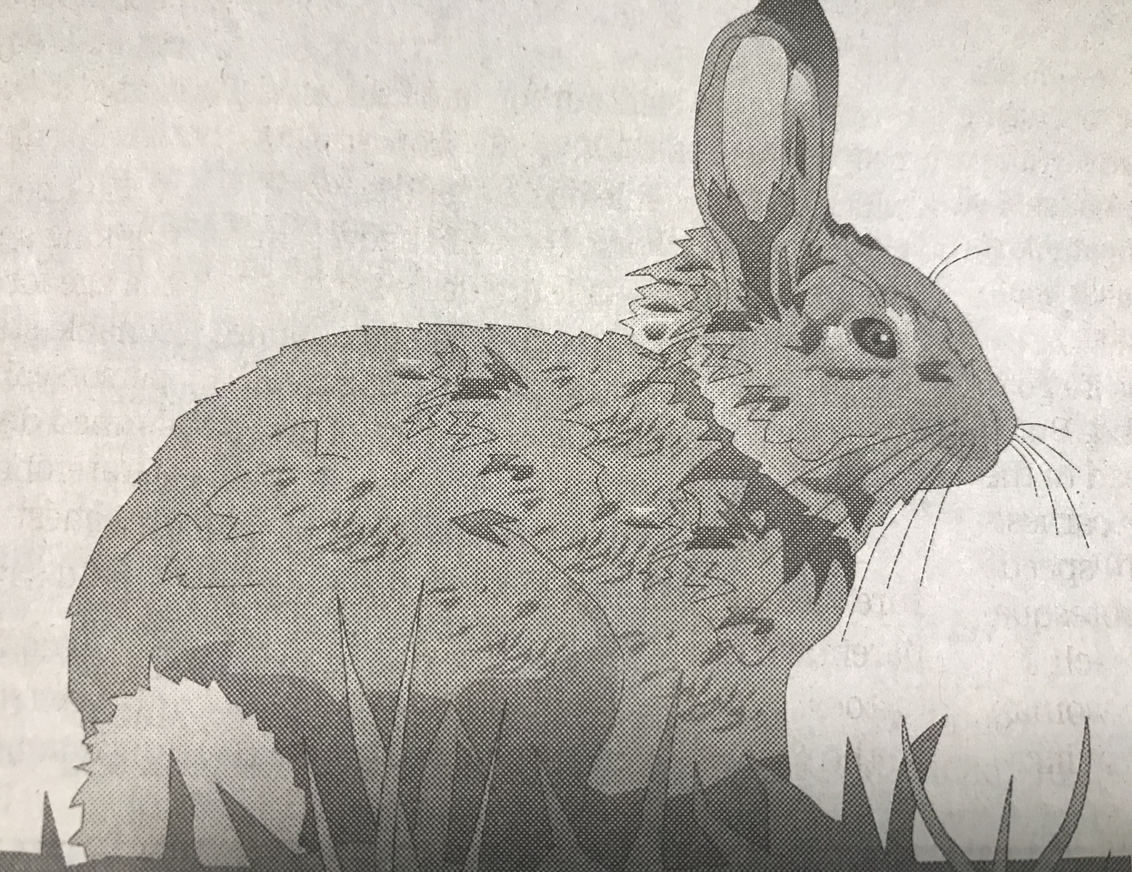 The Rabbit War – miketoth.net