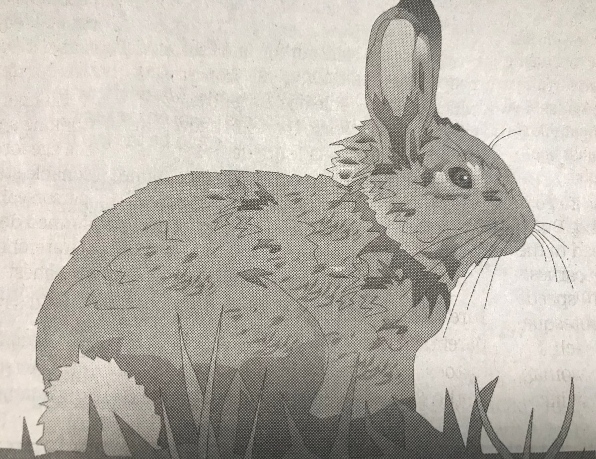 The Rabbit War – miketoth.net